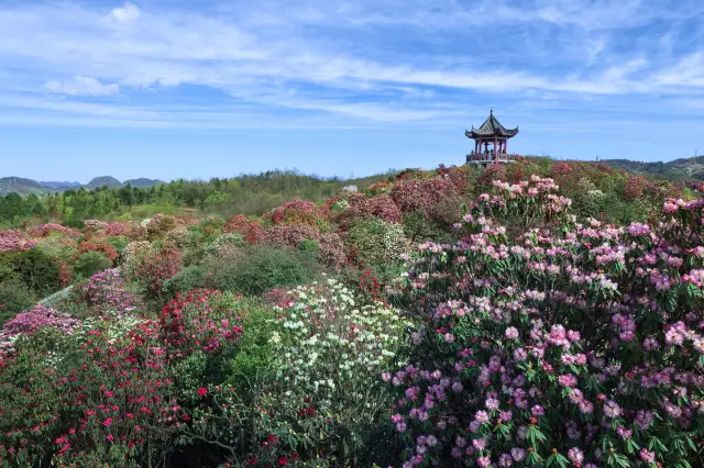 The azaleas of Baili are in full bloom, at the peak of their season