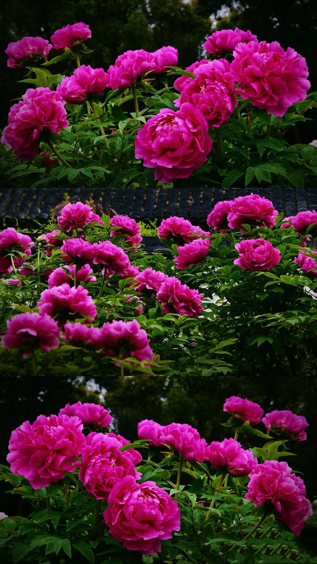 上海魔都｜植物園牡丹 真•國色天香