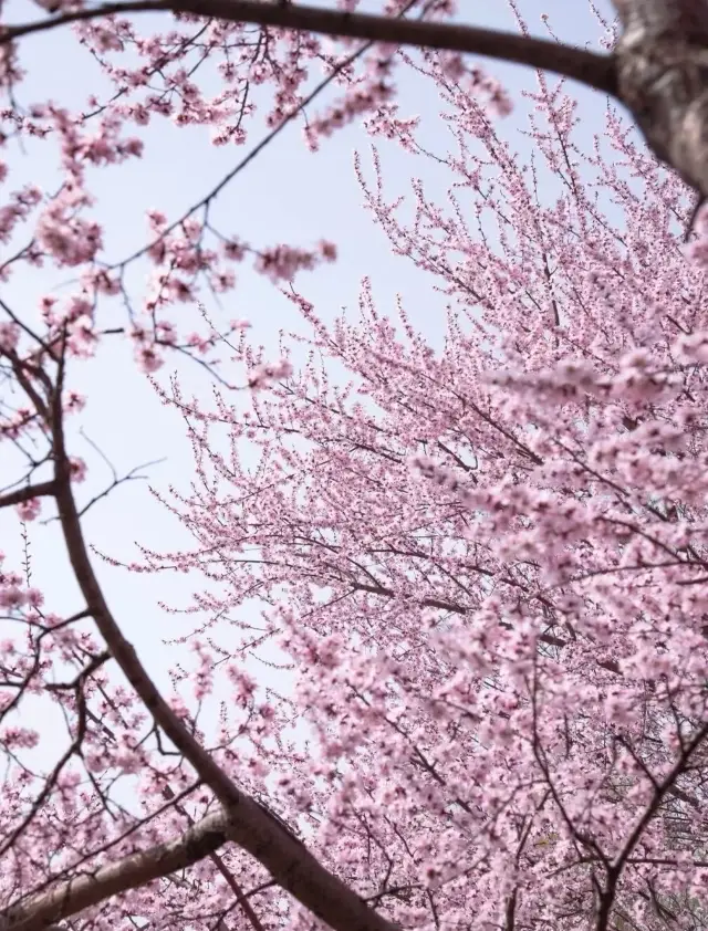 玉淵潭公園的櫻花綻放！