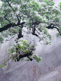 流蘇四月雪-樹覆一寸雪，香飄十里村