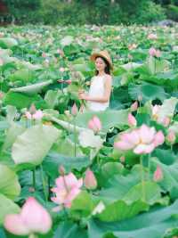 The sole location in Hangzhou where one can freely pluck lotus flowers! Less crowded and niche.