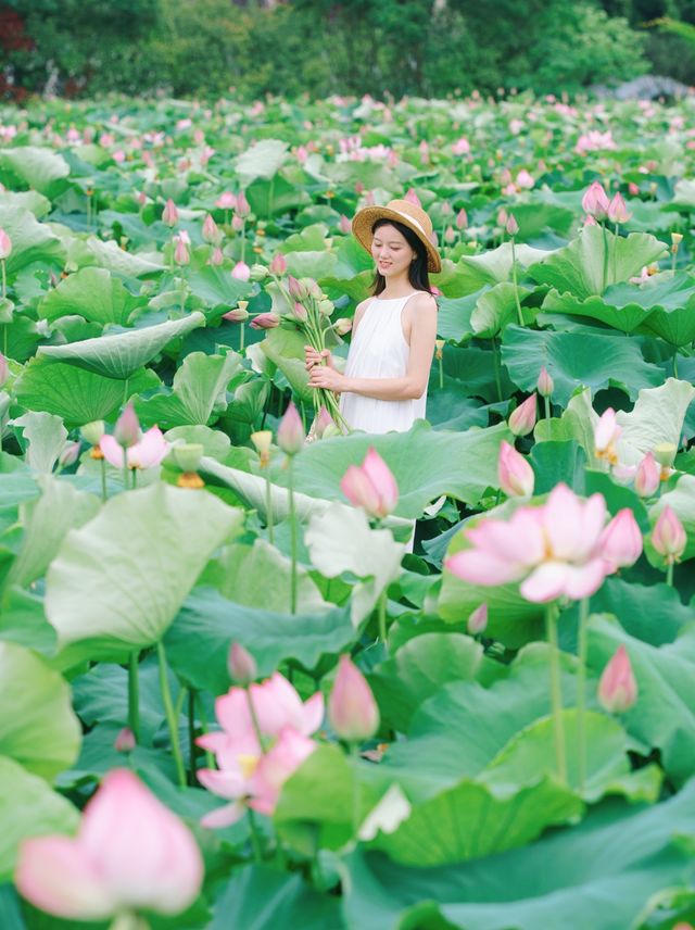 The sole location in Hangzhou where one can freely pluck lotus flowers! Less crowded and niche.