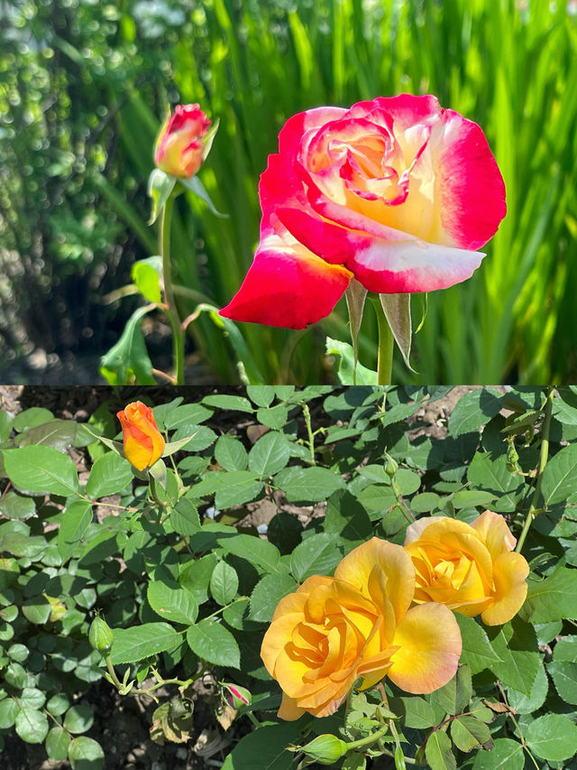 上海植物園，妳玩得可真花