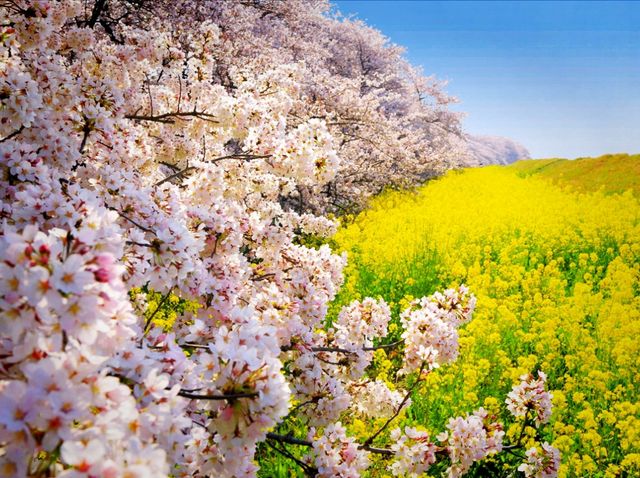 Kumagaya Tsutsumi Amazing Sakura
