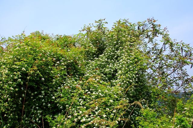 春日玉湖