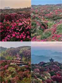 高鐵直達，貴州滿山花海，簡直美出天際