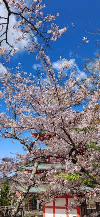 【戀戀櫻花季】新倉山淺間公園：櫻花與神社與富士山絕妙同框