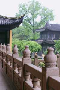 赴約常熟清涼寺百年楸樹開花