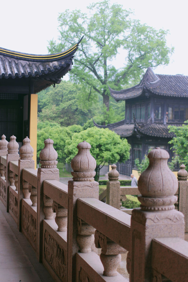 赴約常熟清涼寺百年楸樹開花