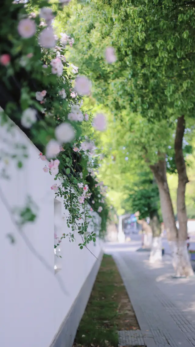 The popular flower wall on Xingfu Temple Road