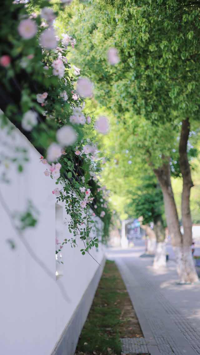興福寺路街的網紅花牆