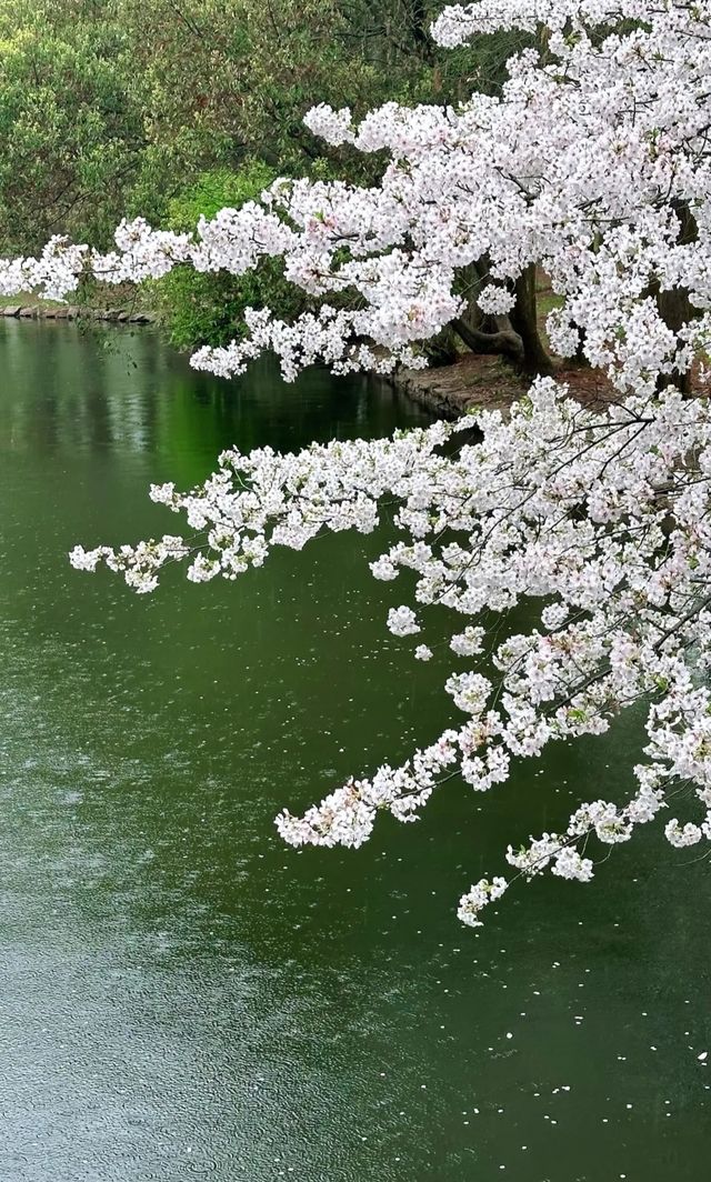 救命！姐妹們！上海共青森林公園，你們必須知道！