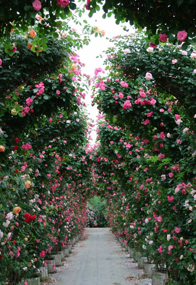 正值盛花期～郫都區的千夫楓月觀賞園玫瑰