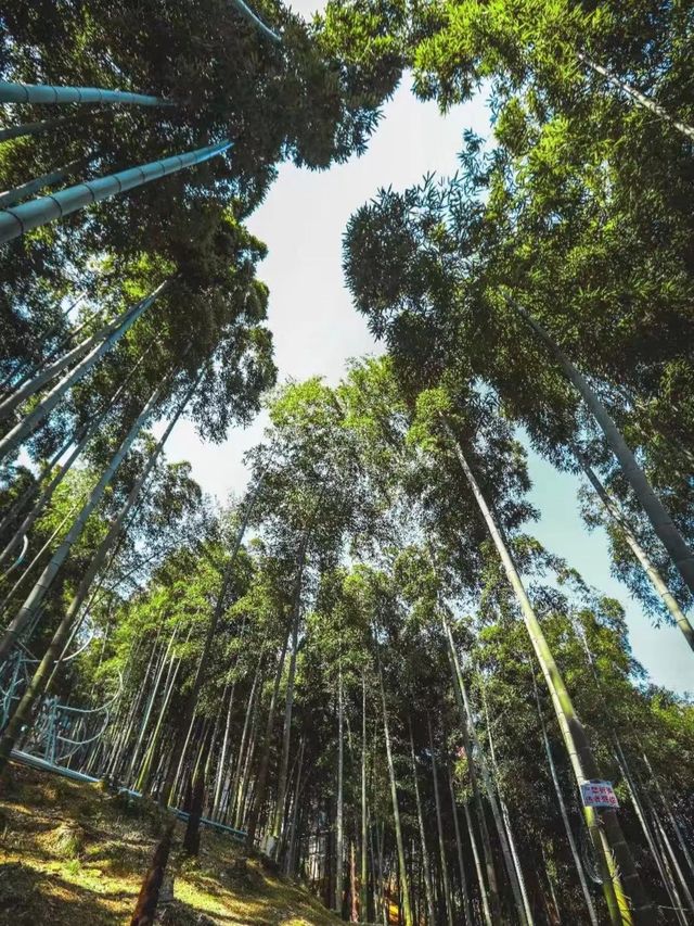 探秘安吉大竹海，解鎖初夏清涼之旅