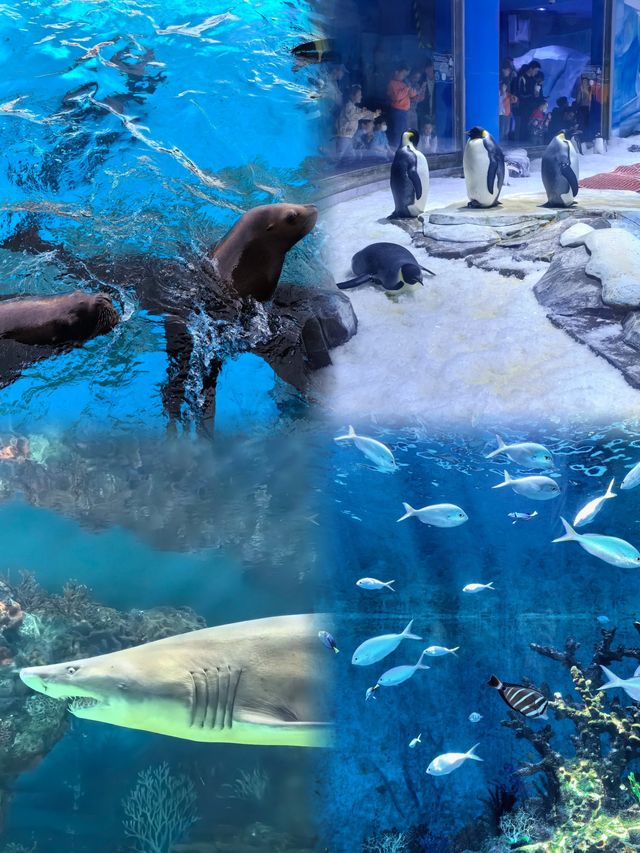 「上海海昌海洋公園」～遛娃聖地！！！