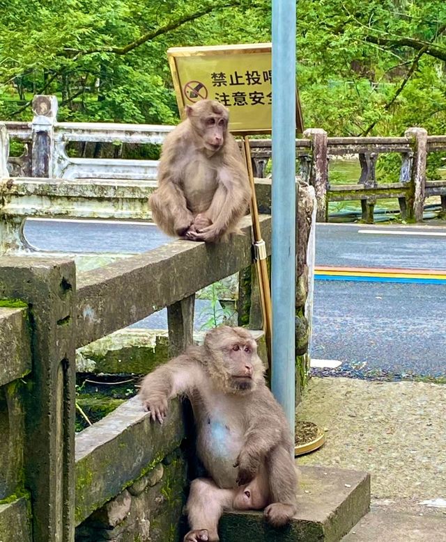 桐木關位於福建省武夷山市桐木村，是福建與江西的省界關隘，被譽為武夷山八大雄關之一