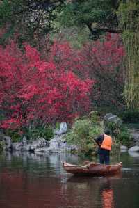 成都地鐵直達免費公園！海棠花已到最佳賞期
