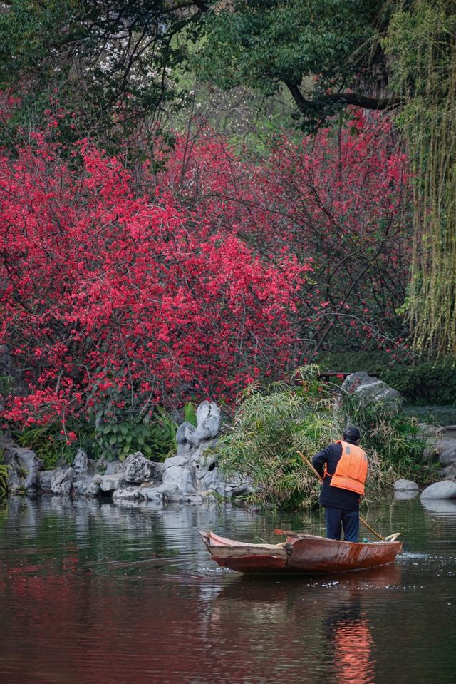成都地鐵直達免費公園！海棠花已到最佳賞期