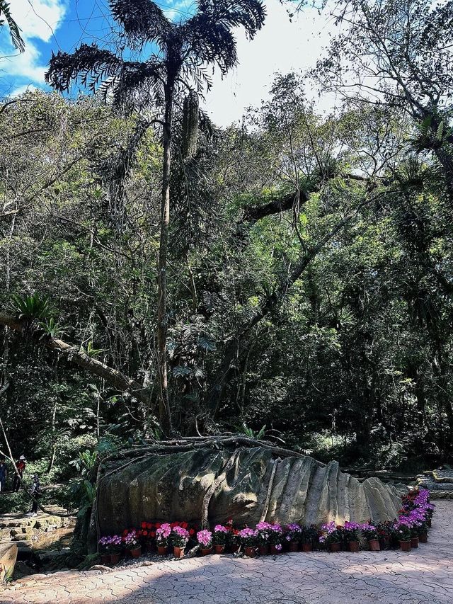 海南瓊中百花嶺熱帶雨林文化旅遊區，一個讓你忘卻煩惱的仙境！