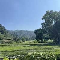 Hangzhou Tea Plantation