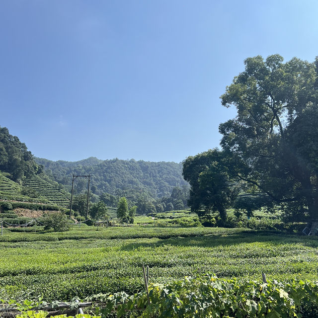 Hangzhou Tea Plantation