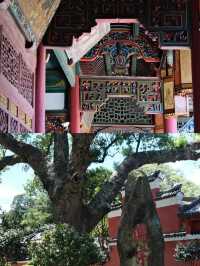 Successor of Han Celestial Master's Mansion: The millennial atmosphere of the ancestral home of Taoism 🏯