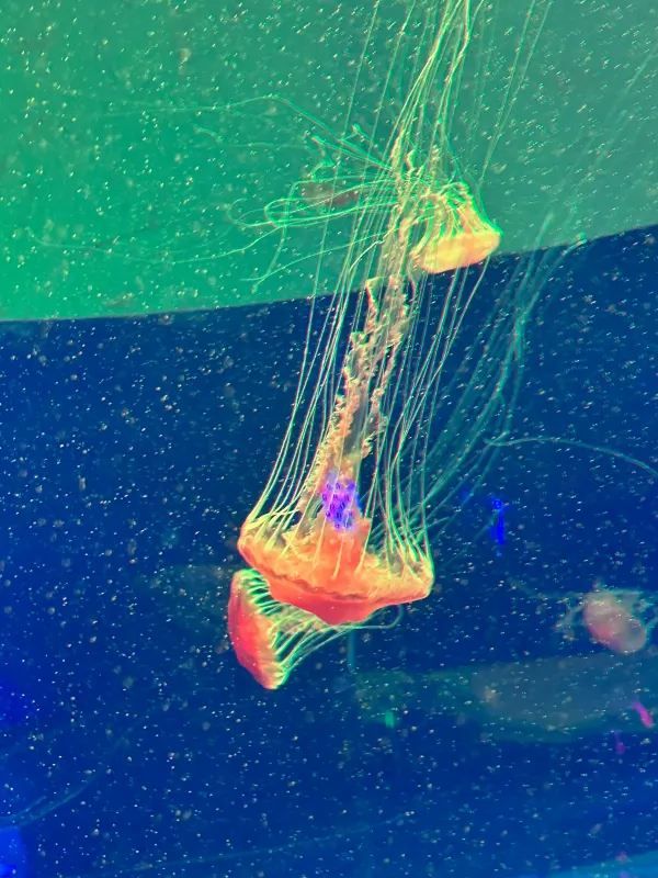 深圳南山區海洋奇夢館 🌊🐋