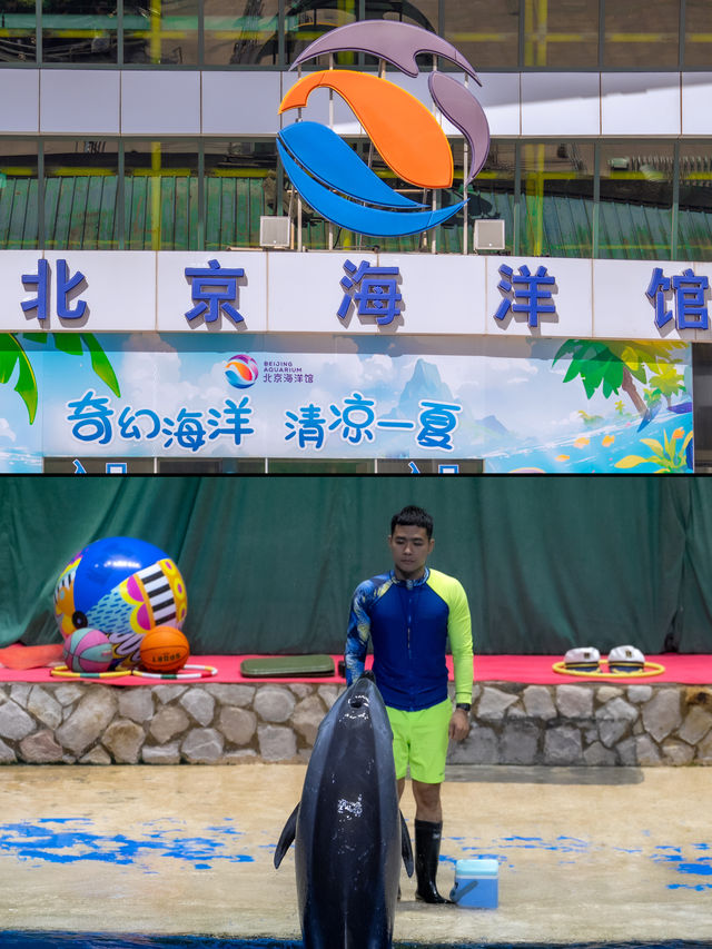 避開熱門景點國慶假期帶孩子來北京海洋館。
