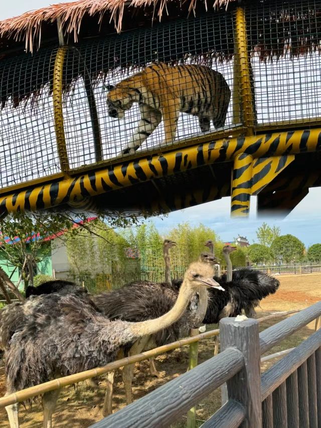 湖南常德野生動物世界 | 動物愛好者的天堂。