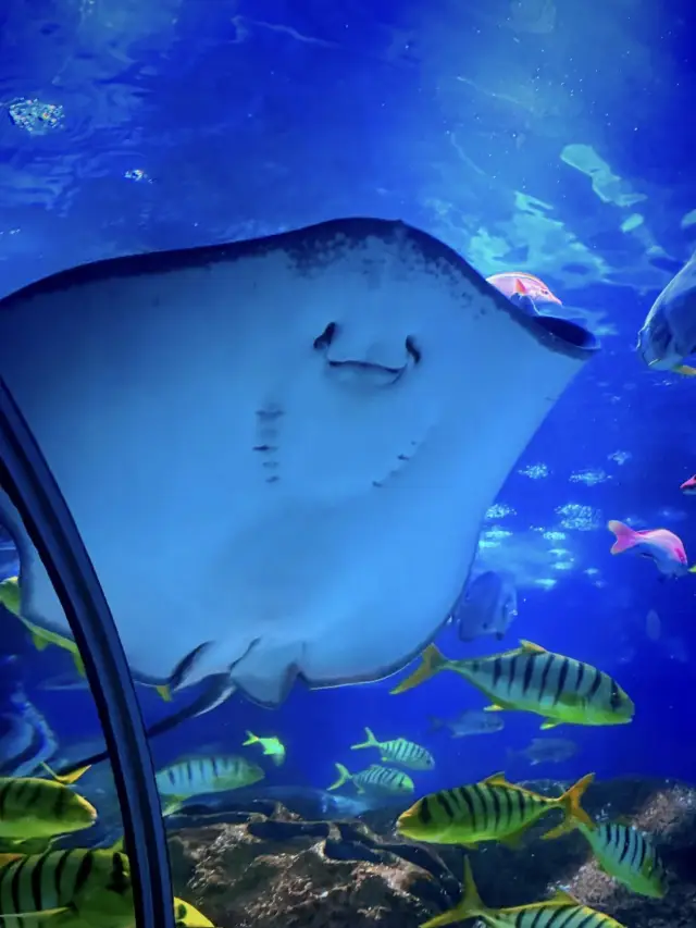 Ocean Wonders, Close to Nature - A Dreamy Ocean Journey at Laohutan Ocean Park