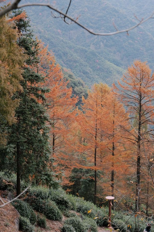 11.9金錢松徒步｜最後一批秋景讓我趕上了。