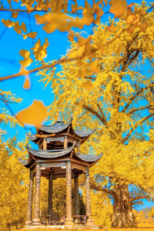 湖北隨州千年銀杏谷，邂逅金色浪漫。
