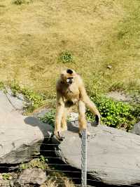 長沙生態動物園家庭遊貼心攻略。