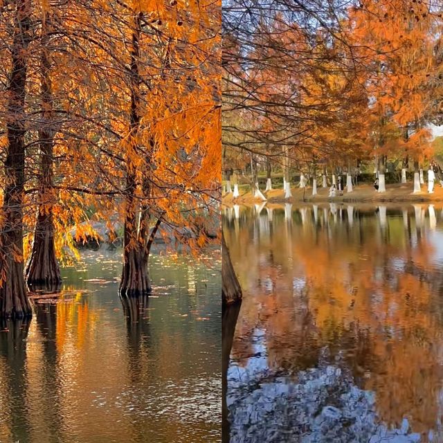 《鄞州公園的秋韻》。