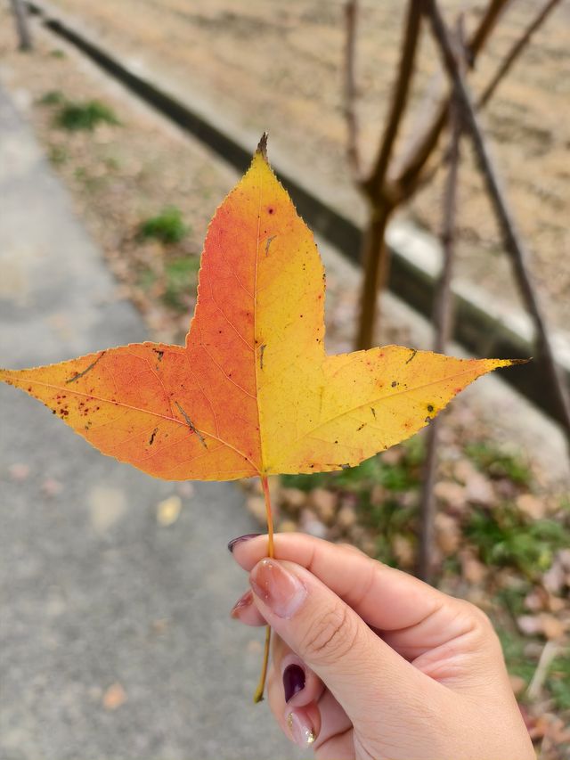 週末不知道去哪裡就來嘉北郊野公園放鬆下心情吧！