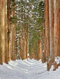 長野戶隱神社雪地徒步，最新遊玩指南～