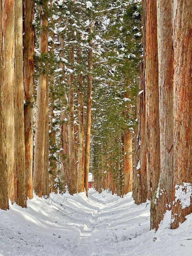 長野戶隱神社雪地徒步，最新遊玩指南～