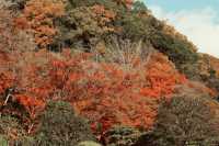 宇治|三室戶寺