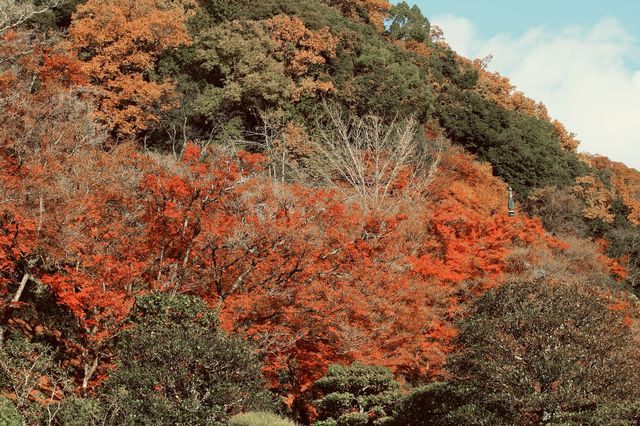 宇治|三室戶寺