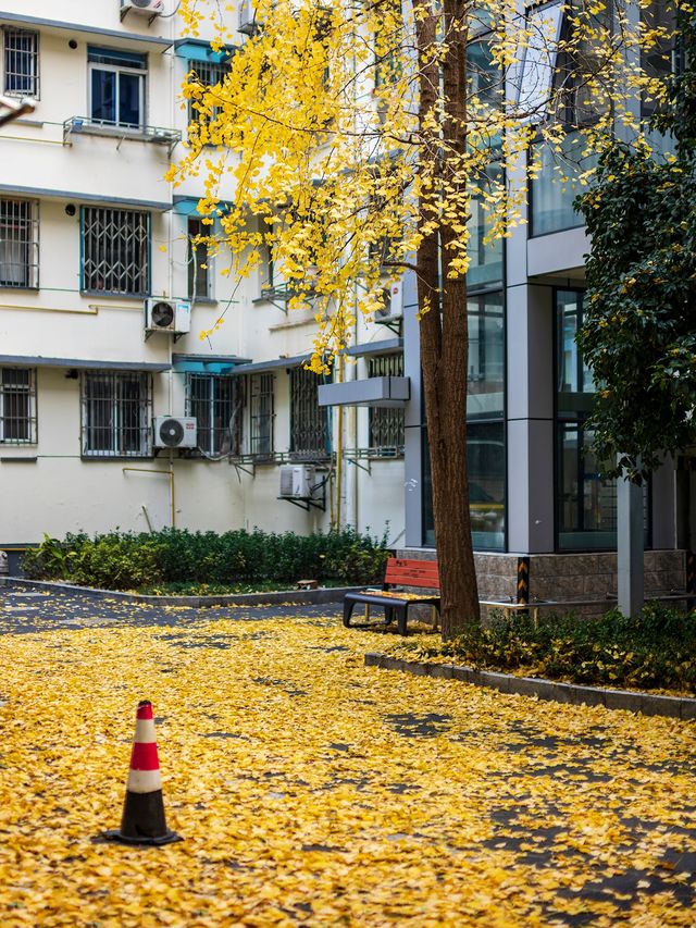 再不拍等一年杭州後市街銀杏|12.18實拍