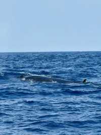 Sri Lanka | Mirissa Whale Watching Guide