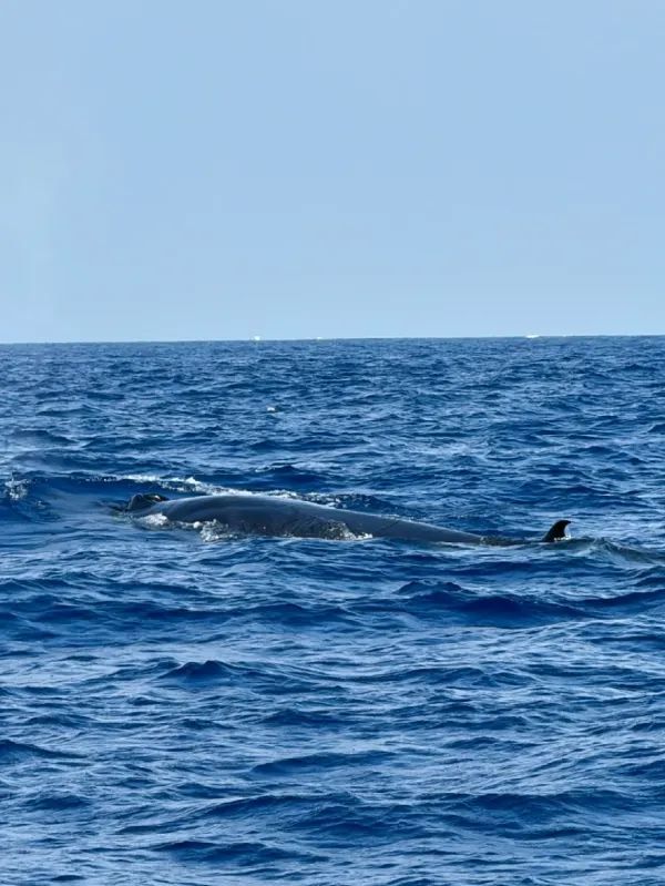 Sri Lanka | Mirissa Whale Watching Guide