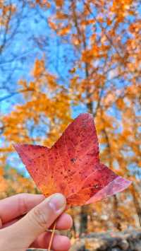 楠溪江紅楓古道的楓葉紅了