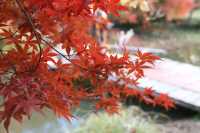 又是一年楓葉紅~~花開海上生態園
