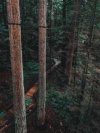 Discover the Capilano Suspension Bridge in Vancouver