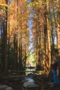 1.3拍｜深圳馬峦山公園落羽杉已到最佳觀賞期