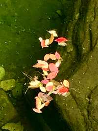 山水田園楠溪江