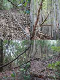 高知市：小眾旅行的驚喜之境