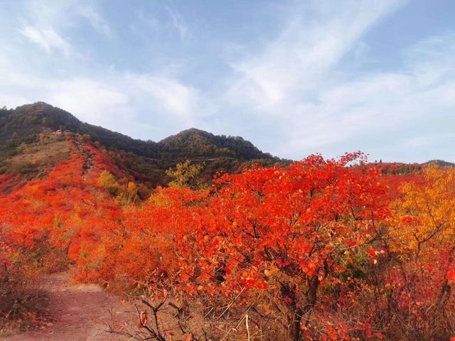 韓城香山紅葉|出彩的山景