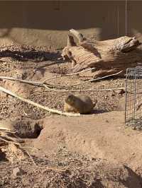 Discover the Phoenix Zoo: A Weekend Adventure with Dinosaurs